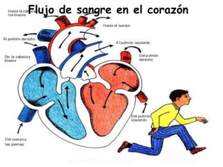 Flujo de sangre en el corazón 
 