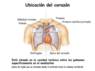 Ubicación del corazón 
Glándula tiroides 
Pulmón 
Traquea 
Primera costilla (cortada) 
Diafragma Ápice del corazón 
Está situado en la cavidad torácica entre los pulmones 
específicamente en el mediastino 
(masa de tejido que se extiende desde el esternón hasta la columna vertebral) 
 