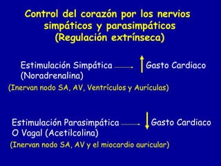 Control del corazón por los nervios 
simpáticos y parasimpáticos 
(Regulación extrínseca) 
Estimulación Simpática 
(Noradrenalina) 
(Inervan nodo SA, AV, Ventrículos y Aurículas) 
Estimulación Parasimpática 
O Vagal (Acetilcolina) 
Gasto Cardiaco 
Gasto Cardiaco 
(Inervan nodo SA, AV y el miocardio auricular) 
 