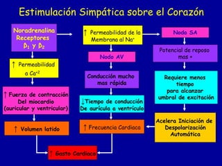 Estimulación Simpática sobre el Corazón 
Noradrenalina 
Receptores 
β1 y β2 
↑ Permeabilidad de la 
Membrana al Na+ 
↑ Permeabilidad 
a Ca+2 
↑ Fuerza de contracción 
Del miocardio 
(auricular y ventricular) 
Nodo AV 
Nodo SA 
Potencial de reposo 
mas + 
Requiere menos 
tiempo 
para alcanzar 
umbral de excitación 
Acelera Iniciación de 
Despolarización 
Automática 
Conducción mucho 
mas rápida 
↓Tiempo de conducción 
De aurícula a ventrículo 
↑ Frecuencia Cardiaca 
↑ Volumen latido 
↑ Gasto Cardiaco 
 