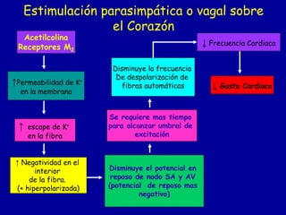 Estimulación parasimpática o vagal sobre 
el Corazón 
Acetilcolina 
Receptores M2 
↑Permeabilidad de K+ 
en la membrana 
↑ escape de K+ 
en la fibra 
↑ Negatividad en el 
interior 
de la fibra. 
(+ hiperpolarizada) 
Disminuye la frecuencia 
De despolarización de 
fibras automáticas 
Se requiere mas tiempo 
para alcanzar umbral de 
excitación 
Disminuye el potencial en 
reposo de nodo SA y AV 
(potencial de reposo mas 
negativo) 
↓ Frecuencia Cardiaca 
↓ Gasto Cardiaco 
 