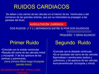 RUIDOS CARDIACOS 
Se deben a los cierres de las válvulas en el interior de los Ventrículos o del 
comienzo de las grandes arterias, que por su intensidad se propagan a las 
paredes del tórax. 
AUSCULTACIÓN CARDIACA 
DOS RUIDOS (1 Y 2 ) SEPARADOS ENTRE SI POR DOS SILENCIOS 
PEQUEÑO Y GRAN SILENCIO 
Primer Ruido Segundo Ruido 
•Coincide con la sístole ventricular 
•Resulta del cierre de las válvulas mitral 
y tricúspide .Y de las apertura de las 
aorticas y pulmonares. 
cierra primero Mitral luego tricúspide 
(sonido único) 
Desdoblamiento del primer ruido 
Patológico 
•Coincide con la diástole ventricular 
•Es el resultado del cierre de las valvulas 
Sigmoideas o semilunares (aotica y 
pulmonar), y de apertura de las valvulas 
Auriculoventricular (tricúspide y mitral) 
 
