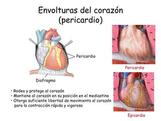 Diafragma 
Pericardio 
Pericardio 
Epicardio 
Envolturas del corazón 
(pericardio) 
• Rodea y protege al corazón 
• Mantiene al corazón en su posición en el mediastino 
• Otorga suficiente libertad de movimiento al corazón 
para la contracción rápida y vigorosa 
 