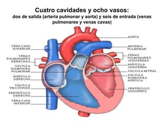 Cuatro cavidades y ocho vasos: 
dos de salida (arteria pulmonar y aorta) y seis de entrada (venas 
pulmonares y venas cavas) 
 