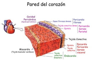 Pared del corazón 
Capas fibrosas densas 
Tejido conectivo denso 
Epitelio 
Pericardio 
Seroso 
Parietal 
Cavidad 
Pericárdica 
(líquido pericárdico) 
Tejido Conectivo 
Epitelio 
Tejido 
conectivo 
Epicardio 
Pericardio 
Seroso 
visceral 
Endocardio 
Tejido 
conectivo 
Miocardio 
(Tejido muscular cardíaco) 
Pericardio 
fibroso 
Endotelio 
 
