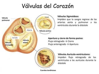 Válvulas del Corazón 
Válvula 
pulmonar 
Abierta Válvula aortica 
Válvula 
Cerrada 
Válvula mitral 
tricúspide 
Válvulas Sigmoideas: 
Impiden que la sangre regrese de las 
arterias aorta y pulmonar a los 
ventrículos durante la diástole 
Apertura y cierre de forma pasiva: 
Flujo retrogrado → Cierre 
Flujo anterogrado → Apertura 
Cuerdas tendinosas 
Válvulas sigmoideas o semilunares: 
• Válvula Aortica: Entre Ventrículo 
Izquierdo y Arteria Aorta 
• Válvula Pulmonar: Entre Ventriculo 
Derecho y Arteria Pulmonar 
Válvulas Auriculo-ventriculares: 
• Válvula Mitral o Bicuspide: Entre 
Aurícula Izquierda y ventriculo Izq. 
• Válvula Tricúspide: Entre Aurícula 
derecha y ventriculo Der. 
Válvulas Auriculo-ventriculares: 
Impiden flujo retrogrado de los 
ventrículos a las aurículas durante la 
diástole 
 