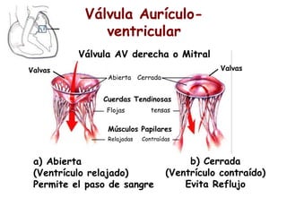 Válvula Aurículo-ventricular 
Válvula AV derecha o Mitral 
Abierta Cerrada 
Cuerdas Tendinosas 
a) Abierta 
(Ventrículo relajado) 
Permite el paso de sangre 
b) Cerrada 
(Ventrículo contraído) 
Evita Reflujo 
Flojas tensas 
Relajadas Contraídas 
Valvas 
Músculos Papilares 
Valvas 
 