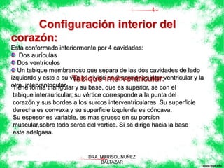 Configuración interior del 
corazón: 
Esta conformado interiormente por 4 cavidades: 
Dos aurículas 
Dos ventrículos 
Un tabique membranoso que separa de las dos cavidades de lado 
Tabique interventricular: 
izquierdo y este a su vez se divide en 2 porciones inter ventricular y la 
otra interventricular. 
Tiene forma triangular y su base, que es superior, se con el 
tabique interauricular; su vértice corresponde a la punta del 
corazón y sus bordes a los surcos interventriculares. Su superficie 
derecha es convexa y su superficie izquierda es cóncava. 
Su espesor es variable, es mas grueso en su porcion 
muscular,sobre todo serca del vertice. Si se dirige hacia la base 
este adelgasa. 
DRA. MARISOL NUÑEZ 
BALTAZAR 
 