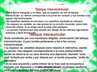 Tabique interventricular: 
•Tiene forma triangular y su base, que es superior, se con el tabique 
interauricular; su vértice corresponde a la punta del corazón y sus bordes a los 
surcos interventriculares. 
•Su superficie derecha es convexa y su superficie izquierda es cóncava. 
• Su espesor es variable, es mas grueso en su porción muscular, sobre todo 
cerca del vértice. Si se dirige hacia la base este adelgaza. 
• su porción membranosa esta situado por debajo de las válvulas sigmoideas 
torácicas y tiene forma Tabique uval. interauricular: 
•Esta constituido por una membrana delgada, continuación del tabique 
interventricular. Cuyos bordes pertenecen a los a los surcos 
interauriculares 
• su espesor, es variables alcanza como máximo 4 milímetros, siendo 
su porción mas delgada correspondiente a la zona posteroinferior, 
donde se observa en su cara derecha una depresión, llamada “sosa 
oval” limitada por arriba y por delante por un borde arqueado, “anillo de 
vieussens” 
• en la cara izquierda y parte inferior de la fosa oval se encuentra a 
menudo una depresión y enzima DRA. MARISOL delante NUÑEZ 
de ella un pliegue asciforme 
cóncavo hacia arriba llamado pliegue BALTAZAR 
semilunar. 
 