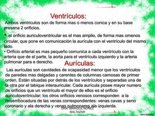 Ventrículos: 
Ambos ventriculos son de forma mas o menos conica y en su base 
presena 2 orificios. 
• el orificio auriculoventricular es el mas amplio, de forma mas omenos 
circular, que pone en comunicación la aurícula con el ventrículo del mismo 
lado. 
• Orificio arterial es mas pequeño comunica a cada ventrículo con la 
arteria que de el parte, la aorta para el ventrículo izquierdo y la arteria 
pulmonar para e derecho. Aurículas: 
Las aurículas son cavidades de xcapasidad menor que los ventrículos 
de paredes mas delgadas y carentes de columnas carnosas de primer 
orden. Están situadas por detrás de los ventrículos y separadas una de 
la otra por el tabique interauricular. Cada aurícula posee mayor numero 
de orificios que un ventrículo el mayor de ellos es el orificio 
auriculoventricular; los otros orificios venosos corresponden a la 
desembocadura de las venas correspondientes: venas cavas y seno 
coronario y ala derecha y venas pulmonares ala izquierda. 
DRA. MARISOL NUÑEZ 
BALTAZAR 
 