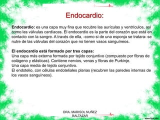 Endocardio: 
Endocardio: es una capa muy fina que recubre las aurículas y ventrículos, así 
como las válvulas cardíacas. El endocardio es la parte del corazón que está en 
contacto con la sangre. A través de ella, -como si de una esponja se tratara- se 
nutre de las válvulas del corazón que no tienen vasos sanguíneos. 
El endocardio está formado por tres capas: 
Una capa más externa formada por tejido conjuntivo (compuesto por fibras de 
colágeno y elásticas). Contiene nervios, venas y fibras de Purkinje. 
Una capa media de tejido conjuntivo. 
El endotelio, con células endoteliales planas (recubren las paredes internas de 
los vasos sanguíneos). 
DRA. MARISOL NUÑEZ 
BALTAZAR 
 