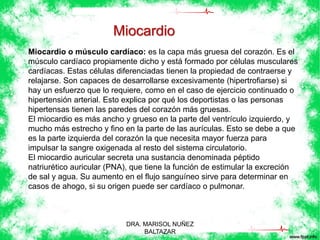 Miocardio 
Miocardio o músculo cardíaco: es la capa más gruesa del corazón. Es el 
músculo cardíaco propiamente dicho y está formado por células musculares 
cardíacas. Estas células diferenciadas tienen la propiedad de contraerse y 
relajarse. Son capaces de desarrollarse excesivamente (hipertrofiarse) si 
hay un esfuerzo que lo requiere, como en el caso de ejercicio continuado o 
hipertensión arterial. Esto explica por qué los deportistas o las personas 
hipertensas tienen las paredes del corazón más gruesas. 
El miocardio es más ancho y grueso en la parte del ventrículo izquierdo, y 
mucho más estrecho y fino en la parte de las aurículas. Esto se debe a que 
es la parte izquierda del corazón la que necesita mayor fuerza para 
impulsar la sangre oxigenada al resto del sistema circulatorio. 
El miocardio auricular secreta una sustancia denominada péptido 
natriurético auricular (PNA), que tiene la función de estimular la excreción 
de sal y agua. Su aumento en el flujo sanguíneo sirve para determinar en 
casos de ahogo, si su origen puede ser cardíaco o pulmonar. 
DRA. MARISOL NUÑEZ 
BALTAZAR 
 