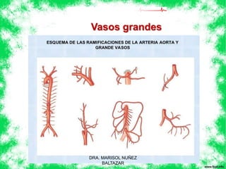 Vasos grandes 
DRA. MARISOL NUÑEZ 
BALTAZAR 
 