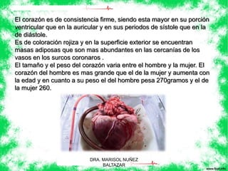 El corazón es de consistencia firme, siendo esta mayor en su porción 
ventricular que en la auricular y en sus periodos de sístole que en la 
de diástole. 
Es de coloración rojiza y en la superficie exterior se encuentran 
masas adiposas que son mas abundantes en las cercanías de los 
vasos en los surcos coronaros . 
El tamaño y el peso del corazón varia entre el hombre y la mujer. El 
corazón del hombre es mas grande que el de la mujer y aumenta con 
la edad y en cuanto a su peso el del hombre pesa 270gramos y el de 
la mujer 260. 
DRA. MARISOL NUÑEZ 
BALTAZAR 
 