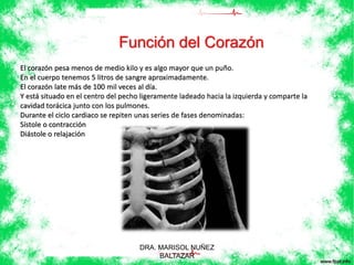 Función del Corazón 
El corazón pesa menos de medio kilo y es algo mayor que un puño. 
En el cuerpo tenemos 5 litros de sangre aproximadamente. 
El corazón late más de 100 mil veces al día. 
Y está situado en el centro del pecho ligeramente ladeado hacia la izquierda y comparte la 
cavidad torácica junto con los pulmones. 
Durante el ciclo cardiaco se repiten unas series de fases denominadas: 
Sístole o contracción 
Diástole o relajación 
DRA. MARISOL NUÑEZ 
BALTAZAR 
 
