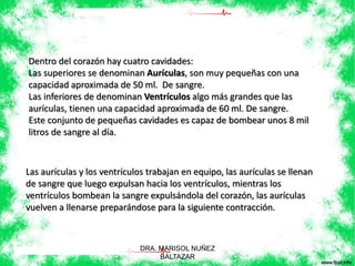 Dentro del corazón hay cuatro cavidades: 
Las superiores se denominan Aurículas, son muy pequeñas con una 
capacidad aproximada de 50 ml. De sangre. 
Las inferiores de denominan Ventrículos algo más grandes que las 
aurículas, tienen una capacidad aproximada de 60 ml. De sangre. 
Este conjunto de pequeñas cavidades es capaz de bombear unos 8 mil 
litros de sangre al día. 
Las aurículas y los ventrículos trabajan en equipo, las aurículas se llenan 
de sangre que luego expulsan hacia los ventrículos, mientras los 
ventrículos bombean la sangre expulsándola del corazón, las aurículas 
vuelven a llenarse preparándose para la siguiente contracción. 
DRA. MARISOL NUÑEZ 
BALTAZAR 
 