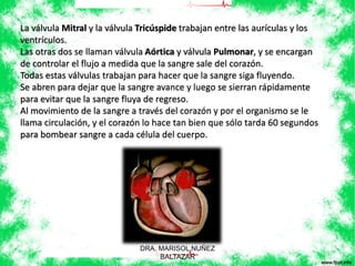 La válvula Mitral y la válvula Tricúspide trabajan entre las aurículas y los 
ventrículos. 
Las otras dos se llaman válvula Aórtica y válvula Pulmonar, y se encargan 
de controlar el flujo a medida que la sangre sale del corazón. 
Todas estas válvulas trabajan para hacer que la sangre siga fluyendo. 
Se abren para dejar que la sangre avance y luego se sierran rápidamente 
para evitar que la sangre fluya de regreso. 
Al movimiento de la sangre a través del corazón y por el organismo se le 
llama circulación, y el corazón lo hace tan bien que sólo tarda 60 segundos 
para bombear sangre a cada célula del cuerpo. 
DRA. MARISOL NUÑEZ 
BALTAZAR 
 