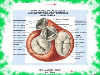 DRA. MARISOL NUÑEZ 
BALTAZAR 
 