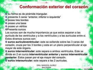 Conformación exterior del corazón: 
su forma es de pirámide triangular. 
presenta 3 caras “anterior, inferior e izquierda” 
posee tres bordes 
posee una base 
posee un vértice 
Presenta surcos 
Los surcos son de mucha importancia ya que estos separan a las 
aurícula de los ventrículos y a los ventrículos y a las aurículas entre si. 
Estos diversos surcos son: 
surco auriculoventricular: este se extiende sobre las 3 caras del 
corazón, cruza por los 3 bordes y esta en un plano perpendicular al eje 
mayor de este órgano. 
surco interventricular: este separa a ambos ventrículos. Este se 
divide en 2 en surco interventricular anterior y surco interventricular 
posterior. Estos pasan por el eje mayor del corazón. 
surco interauricular: este separa a las 2 aurículas. 
DRA. MARISOL NUÑEZ 
BALTAZAR 
 