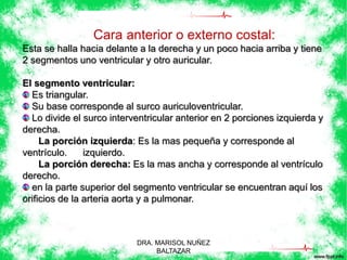 Cara anterior o externo costal: 
Esta se halla hacia delante a la derecha y un poco hacia arriba y tiene 
2 segmentos uno ventricular y otro auricular. 
El segmento ventricular: 
Es triangular. 
Su base corresponde al surco auriculoventricular. 
Lo divide el surco interventricular anterior en 2 porciones izquierda y 
derecha. 
La porción izquierda: Es la mas pequeña y corresponde al 
ventrículo. izquierdo. 
La porción derecha: Es la mas ancha y corresponde al ventrículo 
derecho. 
en la parte superior del segmento ventricular se encuentran aquí los 
orificios de la arteria aorta y a pulmonar. 
DRA. MARISOL NUÑEZ 
BALTAZAR 
 