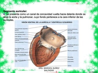 Segmento auricular: 
se presenta como un canal de concavidad vuelta hacia delante donde se 
aloja la aorta y la pulmonar, cuyo fondo pertenece a la cara inferior de las 
aurículas. 
DRA. MARISOL NUÑEZ 
BALTAZAR 
 