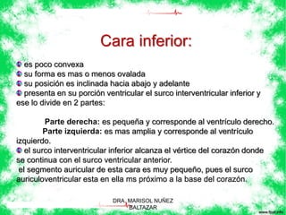 Cara inferior: 
es poco convexa 
su forma es mas o menos ovalada 
su posición es inclinada hacia abajo y adelante 
presenta en su porción ventricular el surco interventricular inferior y 
ese lo divide en 2 partes: 
Parte derecha: es pequeña y corresponde al ventrículo derecho. 
Parte izquierda: es mas amplia y corresponde al ventrículo 
izquierdo. 
el surco interventricular inferior alcanza el vértice del corazón donde 
se continua con el surco ventricular anterior. 
el segmento auricular de esta cara es muy pequeño, pues el surco 
auriculoventricular esta en ella ms próximo a la base del corazón. 
DRA. MARISOL NUÑEZ 
BALTAZAR 
 
