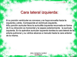 Cara lateral izquierda: 
su porción ventricular es convexa y se haya envuelta hacia la 
izquierda y atrás. Corresponde al ventrículo izquierdo. 
Su porción auricular lleva la auriculilla izquierda recurvada en forma 
de S su dirección es horizontal y la separa exteriormente la aurícula 
izquierda. En la apéndice auricular izquierdo bordea la cara lateral de la 
arteria pulmonar y su vértice alcanza a menudo hasta la cara anterior 
de la misma. 
DRA. MARISOL NUÑEZ 
BALTAZAR 
 