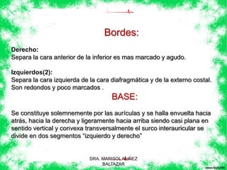 Bordes: 
Derecho: 
Separa la cara anterior de la inferior es mas marcado y agudo. 
Izquierdos(2): 
Separa la cara izquierda de la cara diafragmática y de la externo costal. 
Son redondos y poco marcados . 
BASE: 
Se constituye solemnemente por las aurículas y se halla envuelta hacia 
atrás, hacia la derecha y ligeramente hacia arriba siendo casi plana en 
sentido vertical y convexa transversalmente el surco interauricular se 
divide en dos segmentos “izquierdo y derecho” 
DRA. MARISOL NUÑEZ 
BALTAZAR 
 