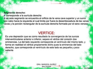 Segmento derecho: 
corresponde a la aurícula derecha 
en este segmento se encuentra el orificio de la vena cava superior y un surco 
con cabo hacia la izquierda el cual limita por fuera la desembocadura de las venas 
cavas y la porción rectangular de la aurícula derecha formada por el seno venoso. 
VERTICE: 
Es una depresión que es como resultado la convergencia de los surcos 
interventriculares anterior e inferior, separa el vértice del corazón dos 
eminencias. La del lado izquierdo corresponde al ventrículo del mismo lado, y 
forma en realidad el vértice propiamente dicho pues la eminencia del lado 
derecho, que corresponde al ventrículo de este lado es pequeña y poco 
saliente 
DRA. MARISOL NUÑEZ 
BALTAZAR 
 
