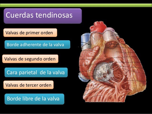 CORAZON