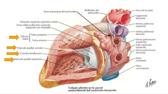 Corazon