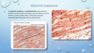 MIOCITO CARDIACO
El miocito cardiaco o cardiomiocito representa la
unidad contráctil del miocardio, que presentan un solo
núcleo y están unidas unas a otras por uniones
especializadas llamadas discos intercalares
 