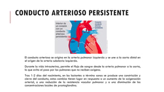 CONDUCTO ARTERIOSO PERSISTENTE
El conducto arterioso se origina en la arteria pulmonar izquierda y se une a la aorta distal en
el origen de la arteria subclavia izquierda.
Durante la vida intrauterina, permite el flujo de sangre desde la arteria pulmonar a la aorta,
lo que evita el paso por los pulmones que no reciben oxígeno.
Tras 1-2 días del nacimiento, en los lactantes a término sanos se produce una constricción y
cierre del conducto; estos cambios tienen lugar en respuesta a un aumento de la oxigenación
arterial, a una reducción de la resistencia vascular pulmonar y a una disminución de las
concentraciones locales de prostaglandina.
 