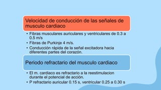Velocidad de conducción de las señales de
musculo cardiaco
• Fibras musculares auriculares y ventriculares de 0.3 a
0.5 m/s
• Fibras de Purkinje 4 m/s.
• Conducción rápida de la señal excitadora hacia
diferentes partes del corazón.
Periodo refractario del musculo cardiaco
• El m. cardiaco es refractario a la reestimulacion
durante el potencial de acción.
• P refractario auricular 0.15 s, ventricular 0.25 a 0.30 s
 