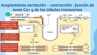 Acoplamiento excitación – contracción : función de
iones Ca+ y de los túbulos transversos
Los canales de Ca+
regulados por voltaje
se abren el Ca+ entra
a la célula.
El Ca+ induce la
liberación de Ca+ a
través de receptores –
canales de rianodina.
Se crea una señal de
Ca+ que se une a la
troponina para iniciar
contracción
 