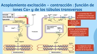 Acoplamiento excitación – contracción : función de
iones Ca+ y de los túbulos transversos
La relajación inicia
cuando el Ca+ se
separa de la troponina
El Ca+ es bombardeado
nuevamente hacia el r.
sarcoplasmico para su
almacenamiento
El Ca+ es
intercambiado
por Na+
La bomba Na+ K+
restablece el potencial
de membrana en reposo
 