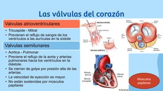 Las válvulas del corazón
Valvulas atrioventriculares
• Tricuspide - Mitral
• Previenen el reflujo de sangre de los
ventrículos a las aurículas en la sístole
Valvulas semilunares
• Aortica - Pulmonar
• Previene el reflujo de la aorta y arterias
pulmonares hacia los ventrículos en la
diástole.
• Se cierran de golpe por presión alta de las
arterias.
• La velocidad de eyección es mayor.
• No están sostenidas por músculos
papilares
Músculos
papilares
 