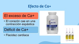 Efecto de Ca+
El exceso de Ca+
• El corazón cae en una
contracción espástica
Déficit de Ca+
• Flacidez cardiaca
 