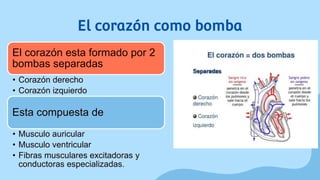 El corazón como bomba
El corazón esta formado por 2
bombas separadas
• Corazón derecho
• Corazón izquierdo
Esta compuesta de
• Musculo auricular
• Musculo ventricular
• Fibras musculares excitadoras y
conductoras especializadas.
 