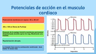 Potenciales de acción en el musculo
cardiaco
Potencial de membrana en reposo -85 a -90 mV
-90 a -100 en fibras de Purkinje
Después de la espiga inicial la membrana permanece
despolarizada durante aprox 0.2 seg. Mostrando una
meseta.
Repolarización abrupta.
La meseta hace que la contracción ventricular dure
hasta 15 veces mas
 