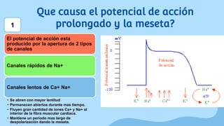 Que causa el potencial de acción
prolongado y la meseta?
El potencial de acción esta
producido por la apertura de 2 tipos
de canales
Canales rápidos de Na+
Canales lentos de Ca+ Na+
• Se abren con mayor lentitud
• Permanecen abiertos durante mas tiempo.
• Fluyen gran cantidad de iones Ca+ y Na+ al
interior de la fibra muscular cardiaca.
• Mantiene un periodo mas largo de
despolarización dando la meseta.
1
 