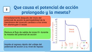 Que causa el potencial de acción
prolongado y la meseta?
Inmediatamente después del inicio del
potencial de acción la permeabilidad de la
membrana del musculo cardiaco a los iones
K+ disminuyen 5 veces
Reduce el flujo de salida de iones K+ durante
la meseta del potencial de acción
Impide el regreso rápido del voltaje del
potencial de acción a su nivel de reposo
2
 
