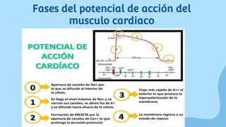 Fases del potencial de acción del
musculo cardiaco
 