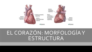 EL CORAZÓN: MORFOLOGÍAY
ESTRUCTURA
 