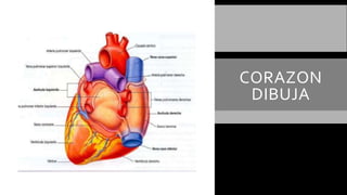 CORAZON
DIBUJA
 