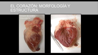 EL CORAZÓN: MORFOLOGÍA Y
ESTRUCTURA
Corazón de cordero.
Vista externa.
Corazón de cordero.Vista interna
del ventrículo izquierdo.
 
