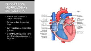 EL CORAZÓN:
MORFOLOGÍAY
ESTRUCTURA
 Internamente presenta
cuatro cavidades:
 Dos aurículas, de paredes
finas.
 Dos ventrículos, de paredes
gruesas.
 El ventrículo izquierdo tiene
paredes más gruesas que el
derecho.
 