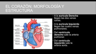 EL CORAZÓN: MORFOLOGÍA Y
ESTRUCTURA
 A la aurícula Derecha
llegan las dos venas
cavas.
 A la aurícula Izquierda
llegan las cuatro venas
pulmonares.
 Del ventrículo
derecho sale la arteria
pulmonar.
 Del ventrículo
izquierdo sale la
arteria aorta.
 