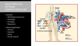 ANATOMÍA DEL
SISTEMA
CARDIOVASCULAR
 Corazón
 Morfología y estructura
 Histología
 Fisiología
 Regulación
 Vasos sanguíneos
 Arterias
 Capilares
 Venas
 Presión arterial
 