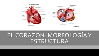 EL CORAZÓN: MORFOLOGÍAY
ESTRUCTURA
 
